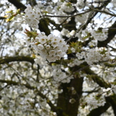 DSC 4851